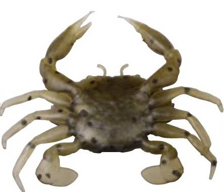 XX NALUCA SAVAGE 3D MANIC CRAB 2,5CM/TAN CRAB 5BUC